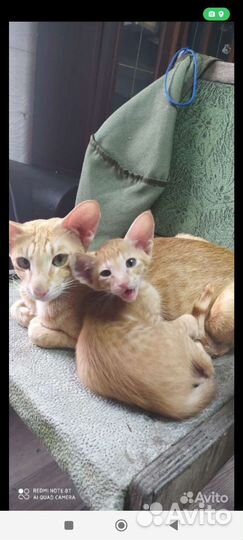 Ориентальные котята