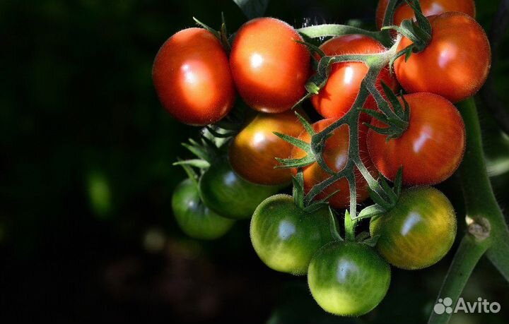 Разнорабочие с ежедневной оплатой/сортировка