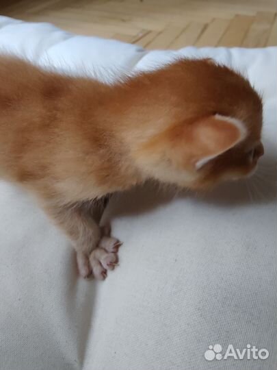 Котята от абиссинской кошки