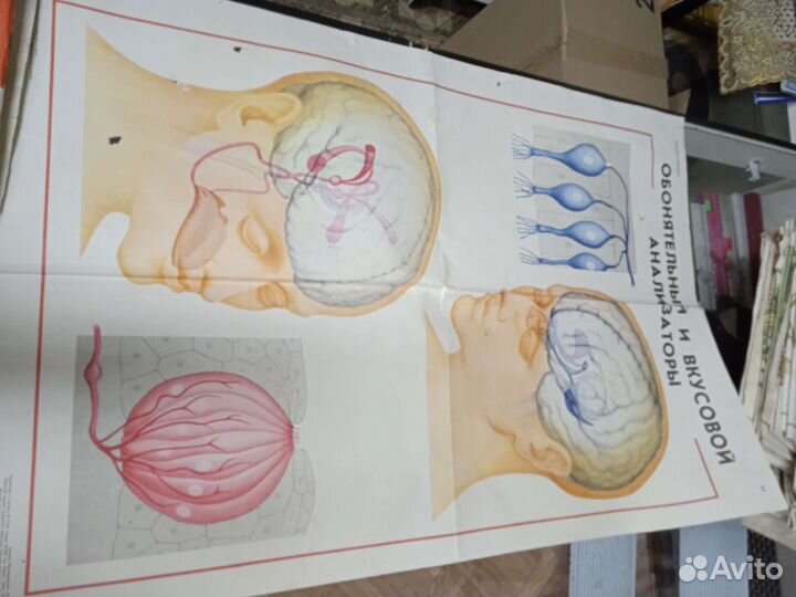 Учебные пособия по анатомии (плакаты)