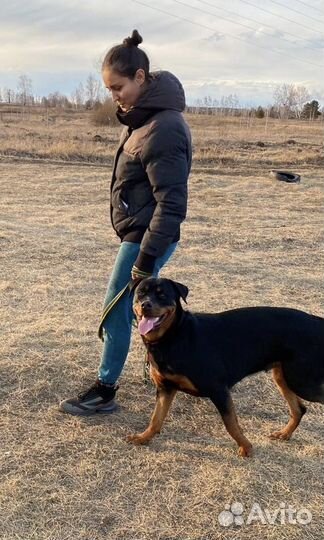 Вязка ротвейлер сучка