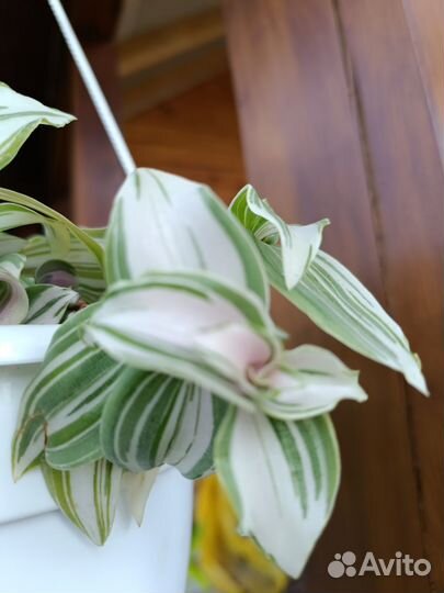 Трагесканции