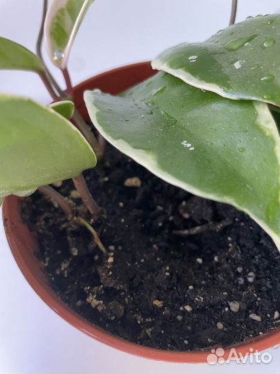 Хойя Кримсон Квин (Krimson queen)