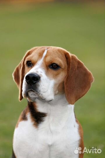 Вязка кобель бигль