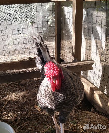 Молодые петушки