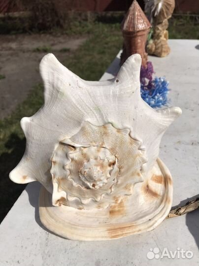 Ракушки раковины