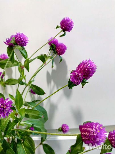 Гомфрена сухоцвет