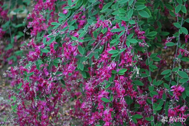 Леспедица биколор