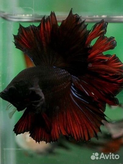 Аквариум с петушком