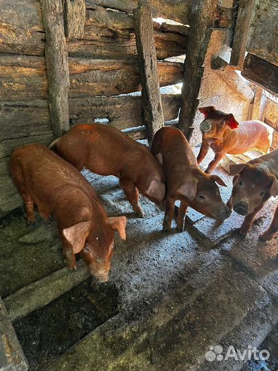 Поросята дюрок