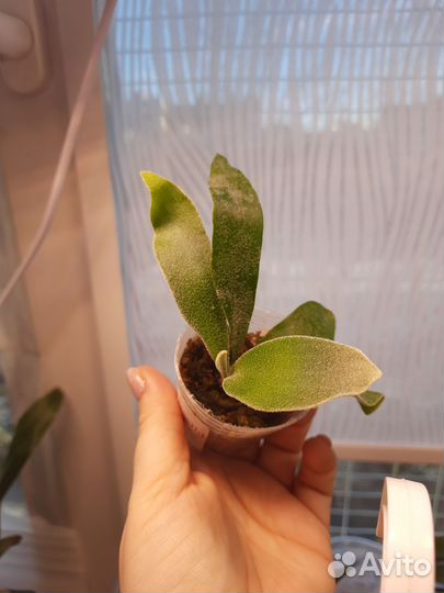 Папортник платицериум