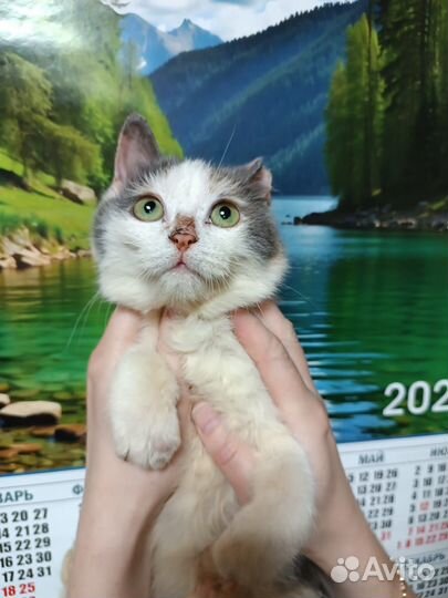 Кошечка стерилизованная