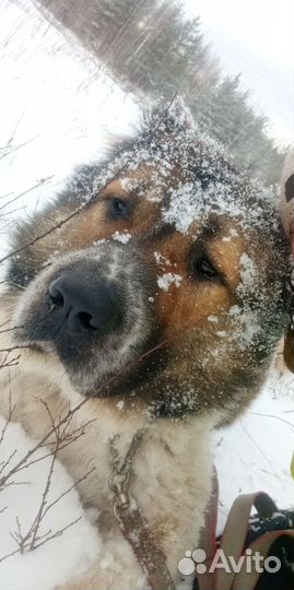 Вязка кавказская овчарка