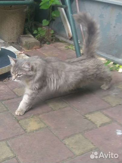Котята от сибирской кошки