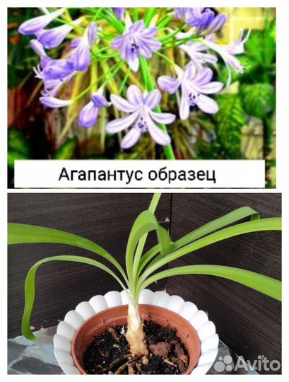 Комнатные растения