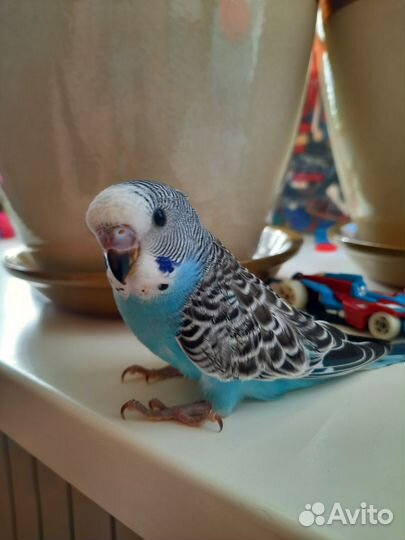 Птенцы волнистый попугай