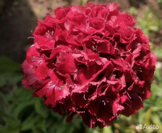 Герань пеларгония розебудная и ампельная