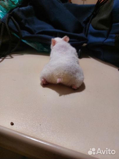 Хомячок девочка сирийская