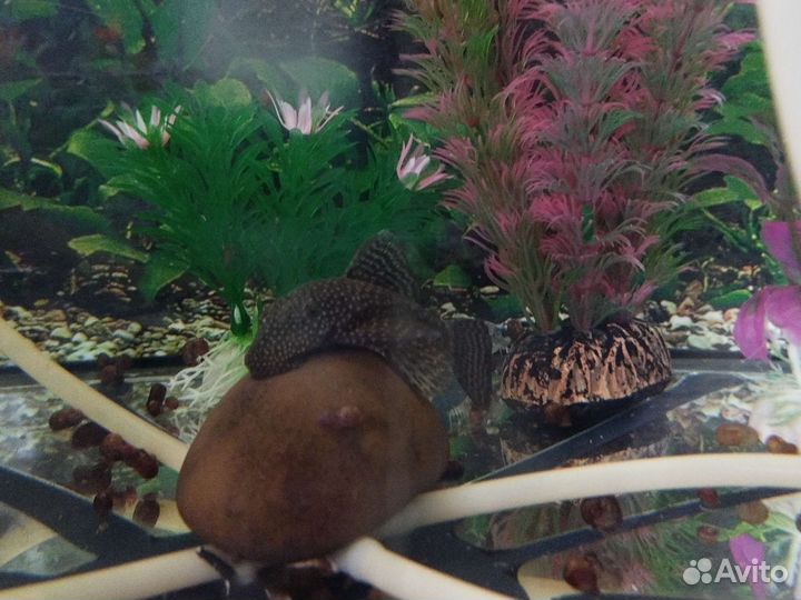 Аквариум 100л