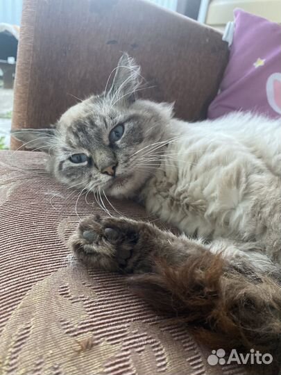 Очень милый Котик ищет семью