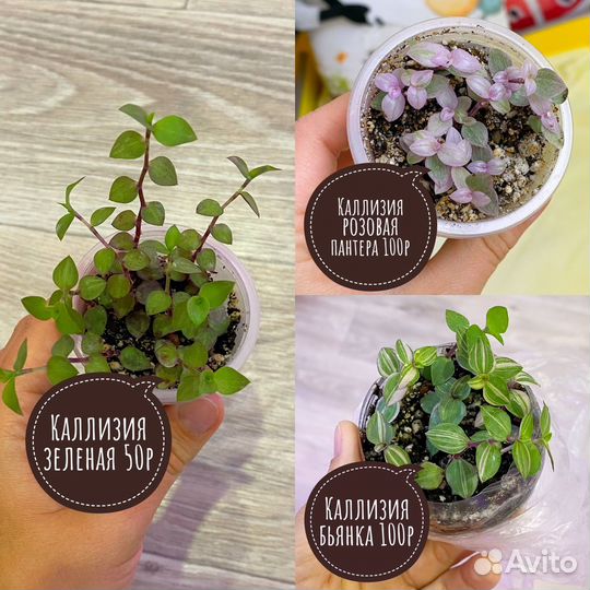 Комнатные растения разные