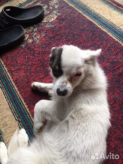 Собака в добрые руки