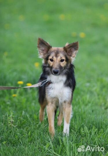 Щенок в добрые руки