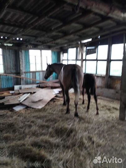 Лошадь кобыла