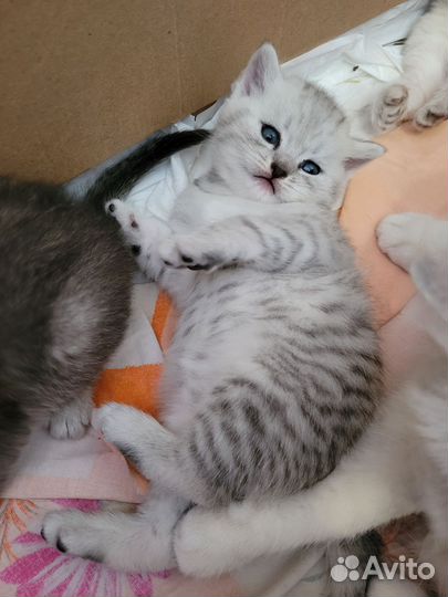 Шотландские котята