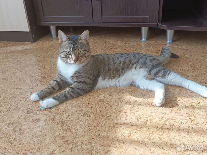 Отдам бесплатно кота