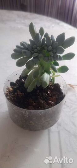 Суккуленты эхеверия