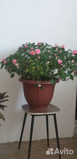 Ванька мокрый -бальзамин