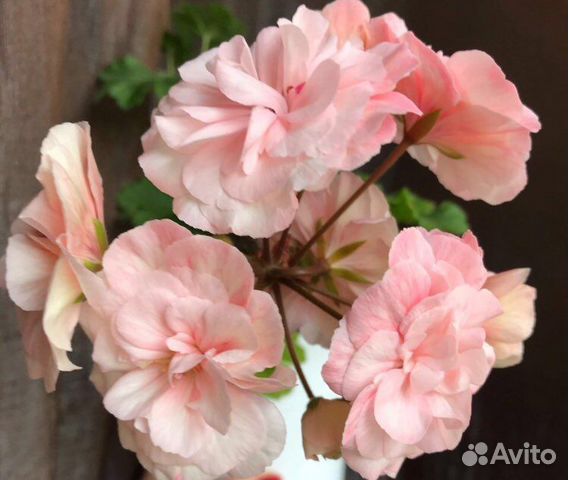 Пеларгония Леона Галактика