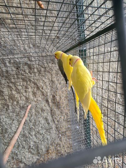 Ожереловый попугай