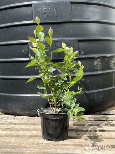 Декоративные кустарники