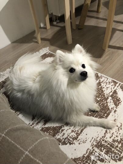 Передержка домашних животных/Выгул