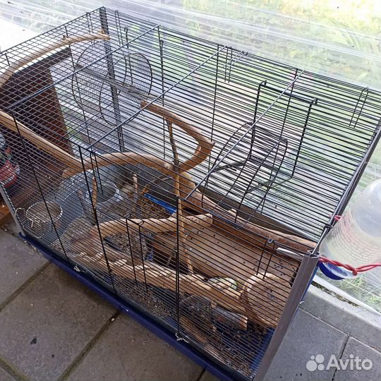 Чилийская белка дегу