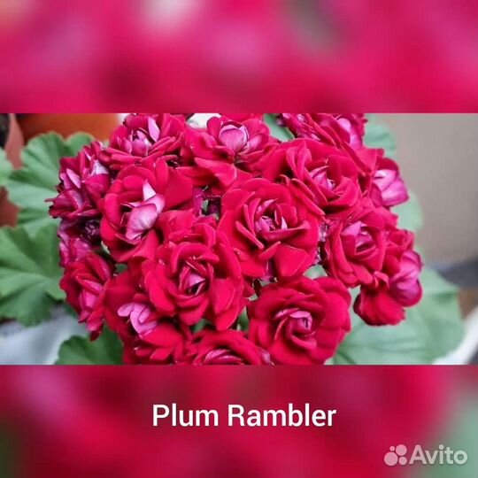 Пеларгония герань