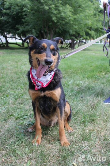 Собака в добрые руки отдам бесплатно