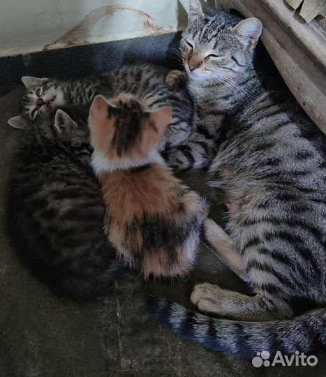 Котята 5 недель