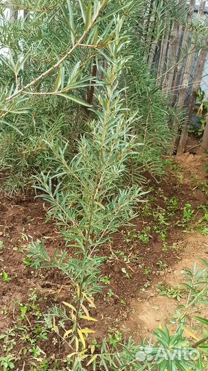 Облепиха саженцы