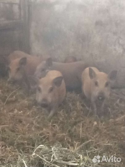 Поросята кармалы
