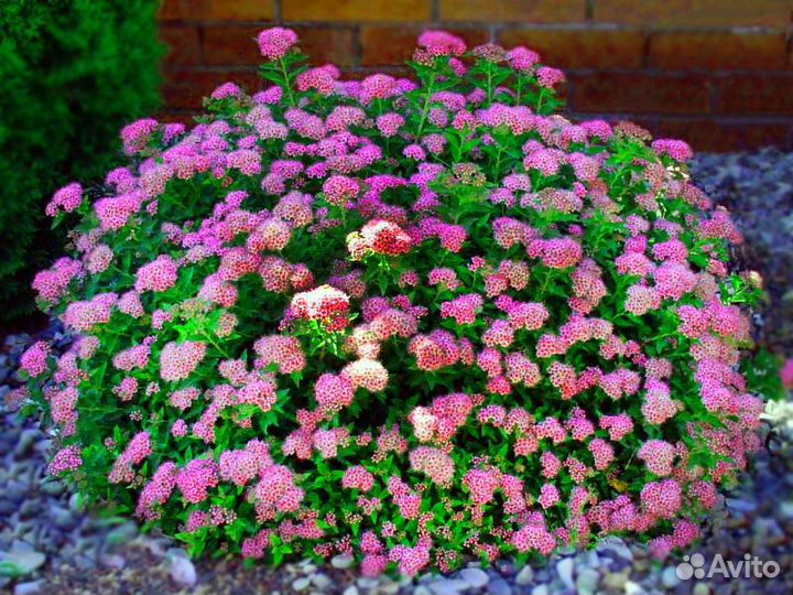 Спирея японская, серая, ниппонская