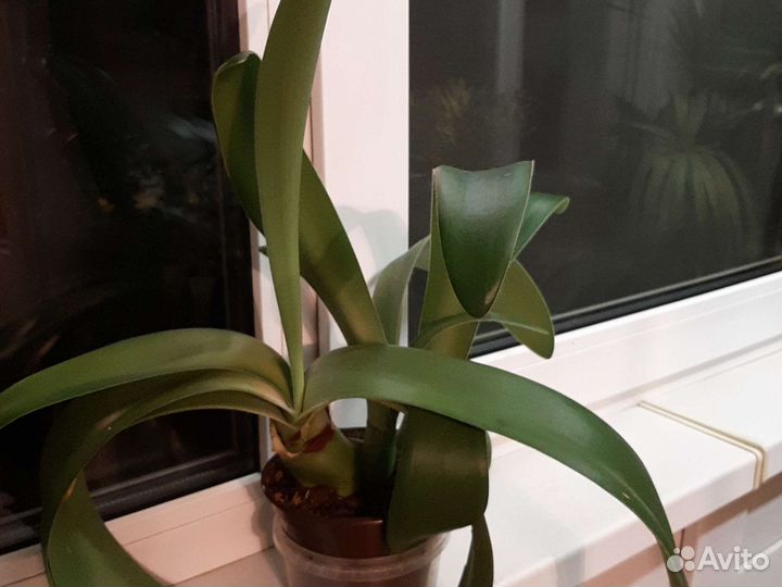 Гиппеаструм