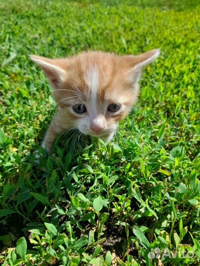 Котята 03.05.2023 рождены. В хорошие руки отдам