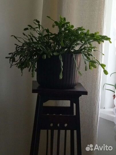 Цветок Декабрист