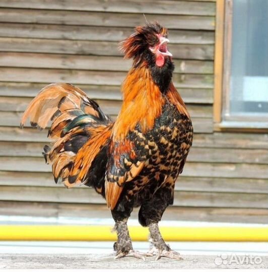 Петухи Павловские