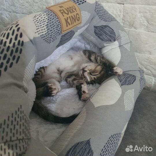 Котик в добрые руки В любимцы