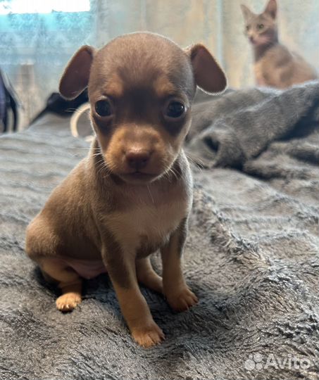 Щенки русский той-терьер