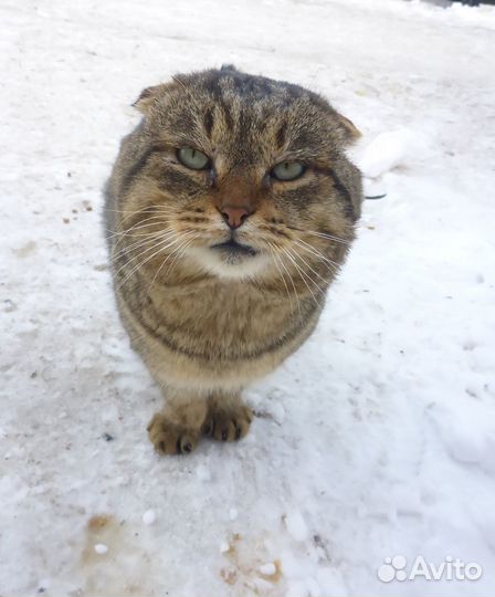 Кот вислоухий на улице